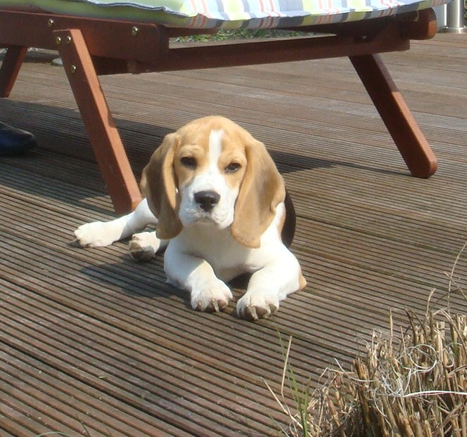 Beagler&uuml;de auf der Terasse